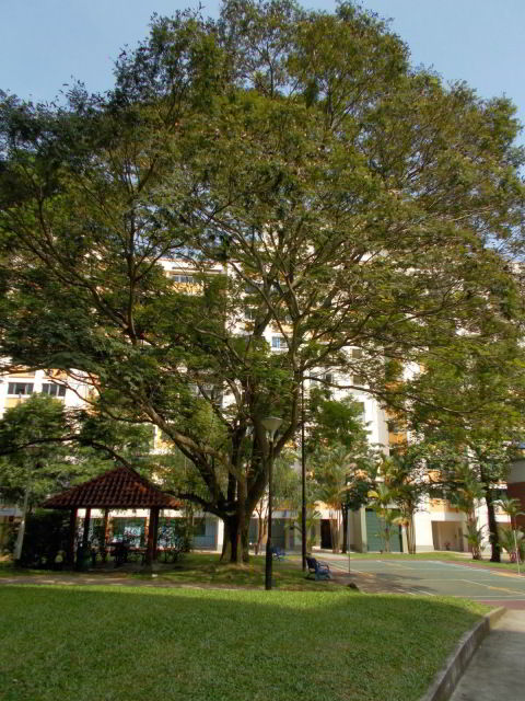 Árvore de jacarandá-da-baía.