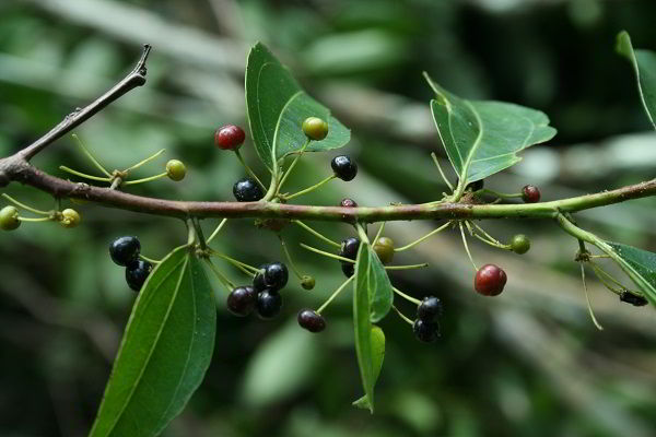 Frutos da árvore da madeira cupiúba.
