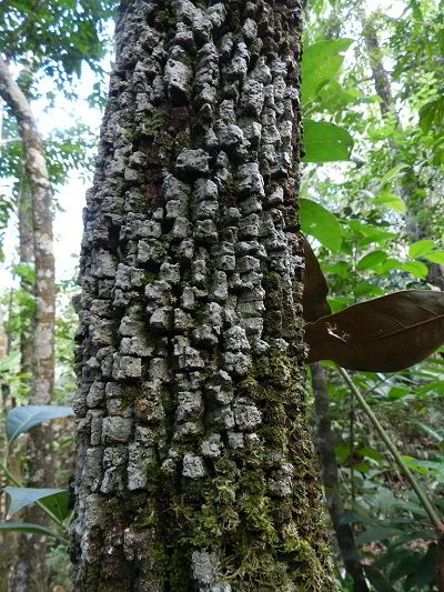 Tronco da árvore de madeira itaúba.